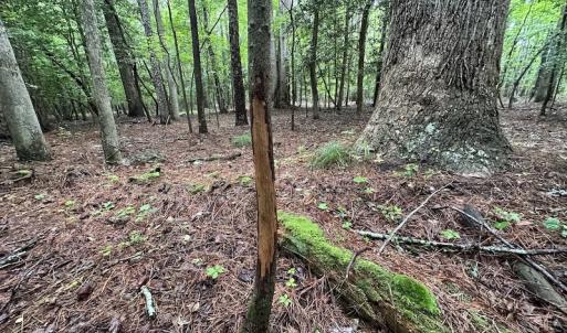 Photo #45 of SOLD property in Off Whachapreague Rd , Wachapreague, VA 40.0 acres