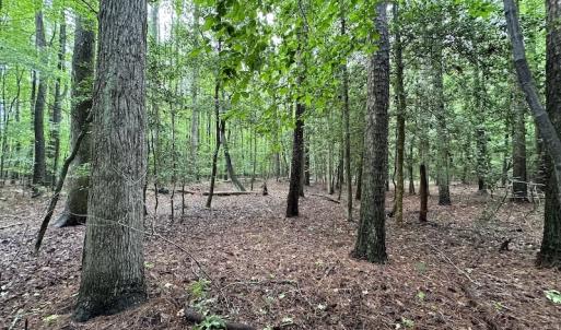 Photo #46 of SOLD property in Off Whachapreague Rd , Wachapreague, VA 40.0 acres