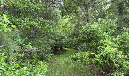 Photo #47 of SOLD property in Off Whachapreague Rd , Wachapreague, VA 40.0 acres