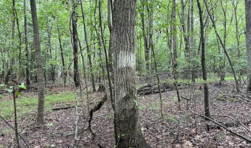Photo #48 of SOLD property in Off Whachapreague Rd , Wachapreague, VA 40.0 acres