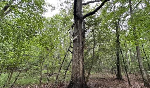 Photo #49 of SOLD property in Off Whachapreague Rd , Wachapreague, VA 40.0 acres
