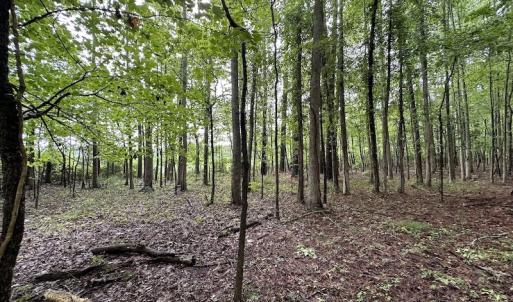 Photo #50 of SOLD property in Off Whachapreague Rd , Wachapreague, VA 40.0 acres
