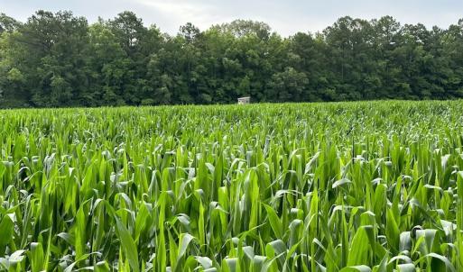 Photo #52 of SOLD property in Off Whachapreague Rd , Wachapreague, VA 40.0 acres