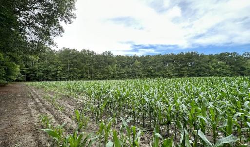 Photo #53 of SOLD property in Off Whachapreague Rd , Wachapreague, VA 40.0 acres