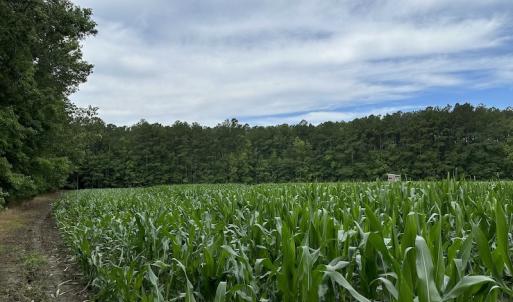 Photo #54 of SOLD property in Off Whachapreague Rd , Wachapreague, VA 40.0 acres