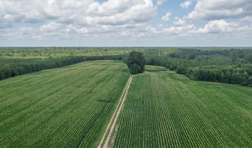 Photo #5 of SOLD property in Off River Town Rd, Yale, VA 90.0 acres