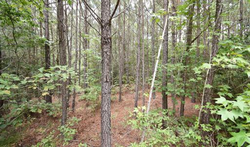 Photo #12 of SOLD property in Off River Town Rd, Yale, VA 90.0 acres