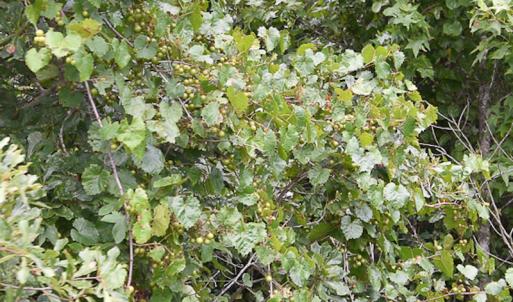 Photo #15 of SOLD property in Off River Town Rd, Yale, VA 90.0 acres