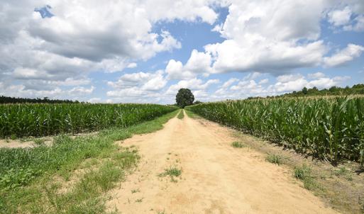 Photo #9 of SOLD property in Off River Town Rd, Yale, VA 90.0 acres