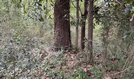 Photo #15 of SOLD property in Off Dunn Rd, Eastover, NC 23.8 acres