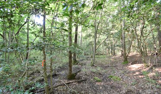 Photo #11 of SOLD property in Off Pope Station Rd, Capron, VA 70.0 acres