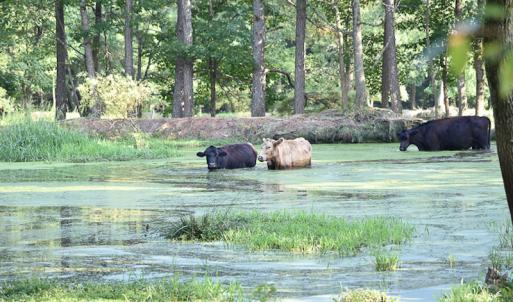 Photo #12 of SOLD property in Off Pope Station Rd, Capron, VA 70.0 acres