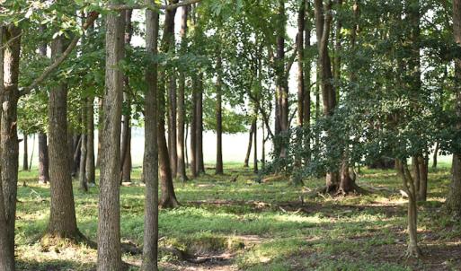 Photo #13 of SOLD property in Off Pope Station Rd, Capron, VA 70.0 acres