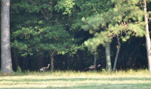 Photo #14 of SOLD property in Off Pope Station Rd, Capron, VA 70.0 acres