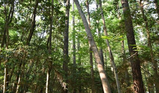 Photo #8 of SOLD property in Off Pope Station Rd, Capron, VA 70.0 acres