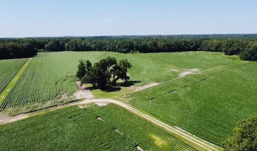 Photo #6 of SOLD property in Off SR 1423 RedHill Church Rd, Whitakers, NC 101.0 acres
