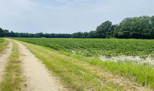 Photo #9 of SOLD property in Off SR 1423 RedHill Church Rd, Whitakers, NC 101.0 acres
