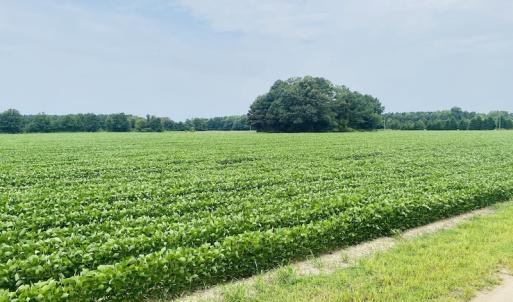 Photo #13 of SOLD property in Off SR 1423 RedHill Church Rd, Whitakers, NC 101.0 acres