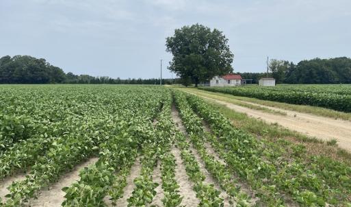 Photo #16 of SOLD property in Off SR 1423 RedHill Church Rd, Whitakers, NC 101.0 acres