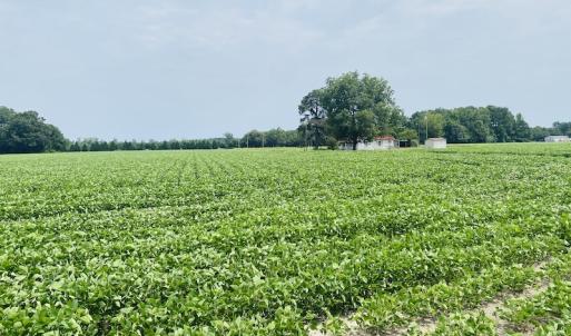 Photo #20 of SOLD property in Off SR 1423 RedHill Church Rd, Whitakers, NC 101.0 acres