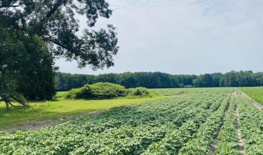 Photo #21 of SOLD property in Off SR 1423 RedHill Church Rd, Whitakers, NC 101.0 acres