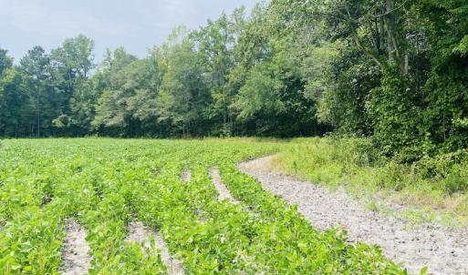 Photo #22 of SOLD property in Off SR 1423 RedHill Church Rd, Whitakers, NC 101.0 acres