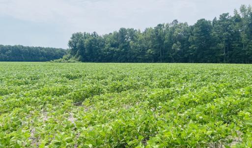Photo #23 of SOLD property in Off SR 1423 RedHill Church Rd, Whitakers, NC 101.0 acres