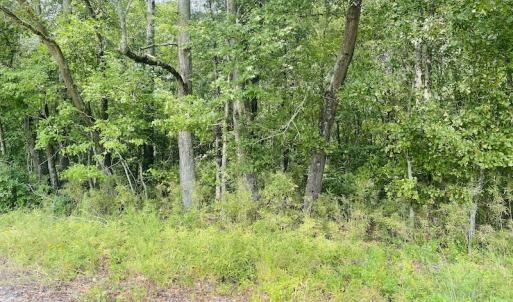Photo #24 of SOLD property in Off SR 1423 RedHill Church Rd, Whitakers, NC 101.0 acres