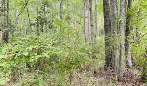 Photo #25 of SOLD property in Off SR 1423 RedHill Church Rd, Whitakers, NC 101.0 acres