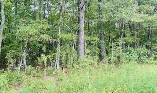 Photo #26 of SOLD property in Off SR 1423 RedHill Church Rd, Whitakers, NC 101.0 acres