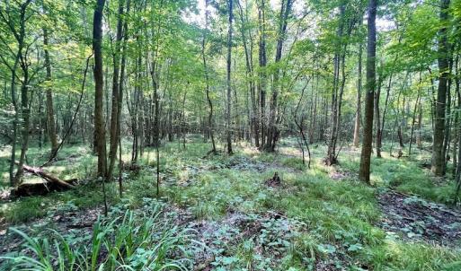 Photo #12 of SOLD property in Off Dixon Rd, Chocowinity, NC 8.3 acres