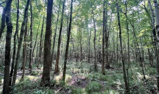 Photo #13 of SOLD property in Off Dixon Rd, Chocowinity, NC 8.3 acres
