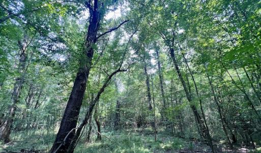 Photo #17 of SOLD property in Off Dixon Rd, Chocowinity, NC 8.3 acres