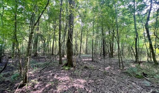 Photo #21 of SOLD property in Off Dixon Rd, Chocowinity, NC 8.3 acres