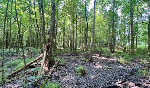 Photo #8 of SOLD property in Off Dixon Rd, Chocowinity, NC 8.3 acres