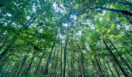 Photo #9 of SOLD property in Off Dixon Rd, Chocowinity, NC 8.3 acres