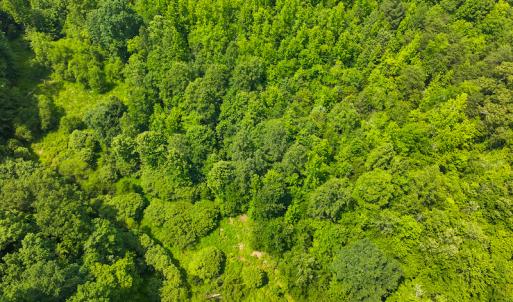 Photo #29 of SOLD property in Off Waterside Drive, Yanceyville, NC 11.5 acres