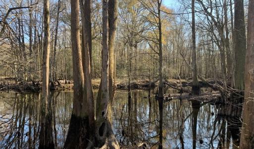 Photo #15 of Off Garland Highway, Garland, NC 278.0 acres