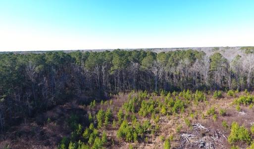Photo #34 of Off Garland Highway, Garland, NC 278.0 acres