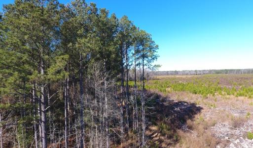 Photo #40 of Off Garland Highway, Garland, NC 278.0 acres