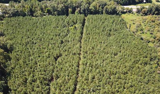 Photo #3 of SOLD property in Off Courtland Rd , Emporia, VA 54.5 acres