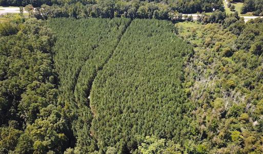 Photo #4 of SOLD property in Off Courtland Rd , Emporia, VA 54.5 acres