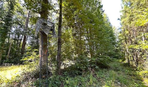 Photo #11 of SOLD property in Off Courtland Rd , Emporia, VA 54.5 acres