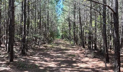 Photo #12 of SOLD property in Off Courtland Rd , Emporia, VA 54.5 acres
