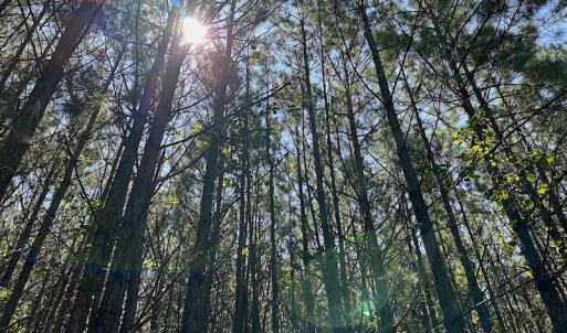 Photo #13 of SOLD property in Off Courtland Rd , Emporia, VA 54.5 acres