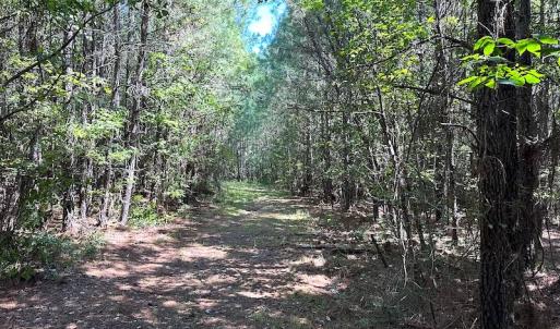 Photo #16 of SOLD property in Off Courtland Rd , Emporia, VA 54.5 acres