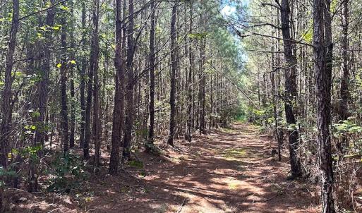 Photo #17 of SOLD property in Off Courtland Rd , Emporia, VA 54.5 acres