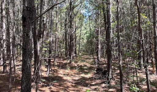 Photo #19 of SOLD property in Off Courtland Rd , Emporia, VA 54.5 acres