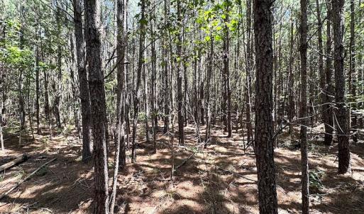 Photo #20 of SOLD property in Off Courtland Rd , Emporia, VA 54.5 acres