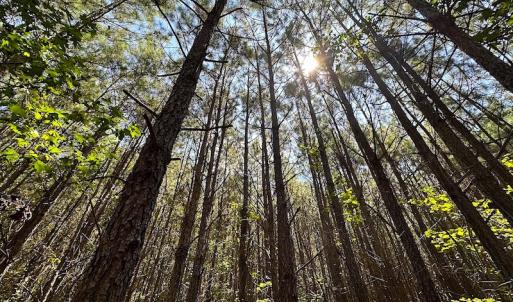 Photo #21 of SOLD property in Off Courtland Rd , Emporia, VA 54.5 acres